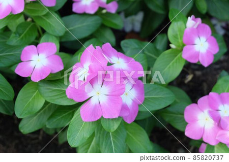 Pink Madagascar Periwinkle on Catharanthus Roseus Pink Madagascar Periwinkle on Catharanthus Roseus 85820737