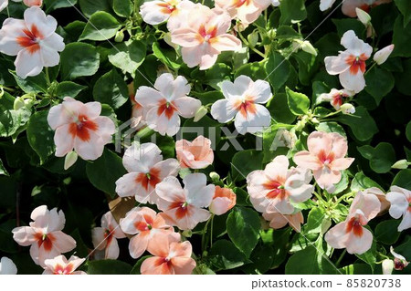 Pink Madagascar Periwinkle on Catharanthus Roseus Pink Madagascar Periwinkle on Catharanthus Roseus 85820738