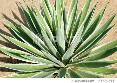 Beautiful Agave Plants Decoration in The Garden 85820851