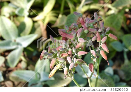 Kalanchoe Humilis Succulent Plant with Blossoms Kalanchoe Humilis Succulent Plant with Blossoms 85820930