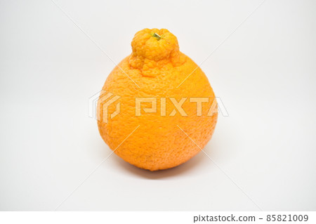 凸頂柑 凸頂柑 85821009