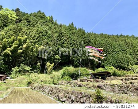 Carp streamers swimming in the terraced rice fields just after rice planting, with the clear blue sky in May and the fresh greenery of the mountain forest [Yotsuya Senmaida/Shinshiro City, Aichi Prefecture] 85821274