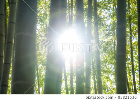 陽光從竹林中窺探 85821536