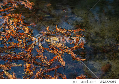 落雨松,落葉,葉片,葉子,陽光,陰影,光影,水杉,陰影 85822065