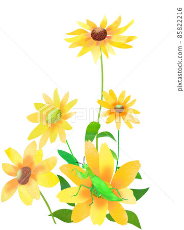 夏天花金光菊和昆蟲 夏天花金光菊和昆蟲 85822216