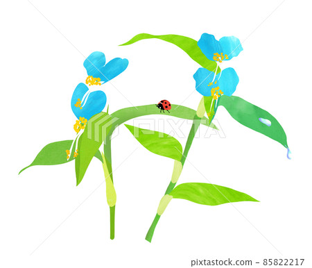 夏日花園清晨盛開的藍花 Commelina Communis 85822217