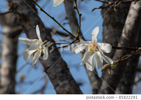 Kobushi flowers in full bloom 85822291