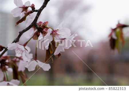 Cherry blossoms in full bloom 85822313
