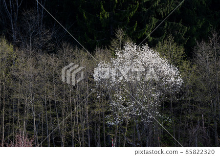 Magnolia kobus flowers in full bloom in the spring field 85822320