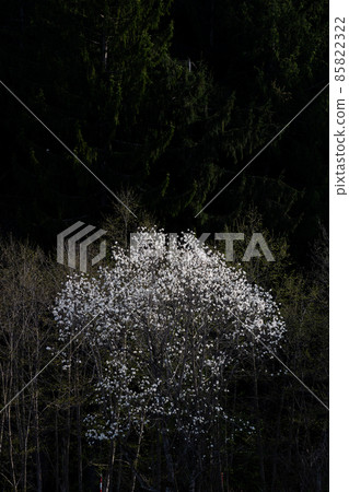 Magnolia kobus flowers in full bloom in the spring field 85822322