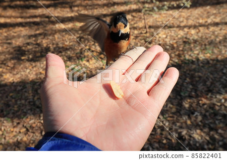 從手中啄食食物的多變山雀 85822401