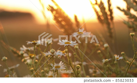 Blooming Wild Flower Matricaria Chamomilla, Matricaria Recutita, Chamomile. Commonly Known As Italian Camomilla, German Chamomile, Hungarian Chamomile, Wild Chamomile In Wheat Field At Sunset Blooming Wild Flower Matricaria Chamomilla, Matricaria Recutita, Chamomile. Commonly Known As Italian Camomilla, German Chamomile, Hungarian Chamomile, Wild Chamomile In Wheat Field At Sunset 85823033