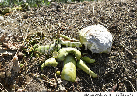 Garbage pile of vegetable leftovers and grass in the garden Garbage pile of vegetable leftovers and grass in the garden 85823175