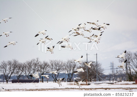A flock of snow geese getting ready for landing A flock of snow geese getting ready for landing 85823237