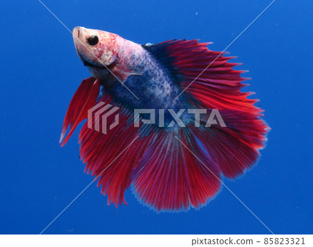 Double tail solid Double tail solid 85823321