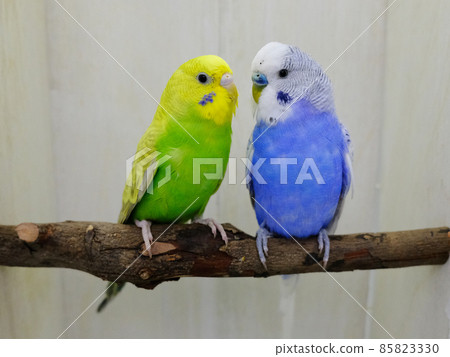 一對好虎皮鸚鵡 85823330