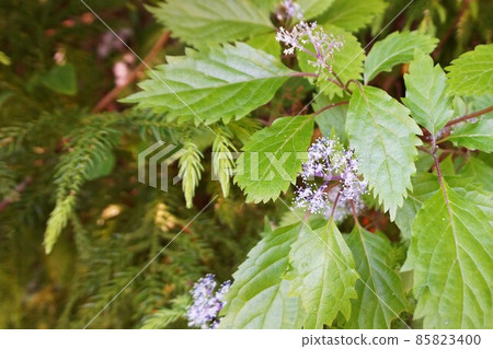 Hydrangea hirta, small hydrangea, hydrangea, shiba hydrangea, hydrangea Hydrangea hirta, small hydrangea, hydrangea, shiba hydrangea, hydrangea 85823400