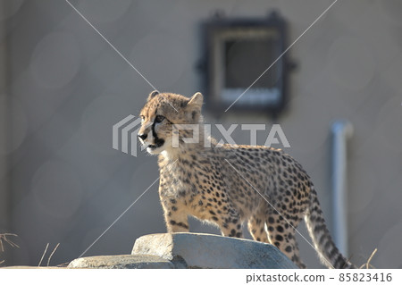 在動物園出生的孩子 85823416