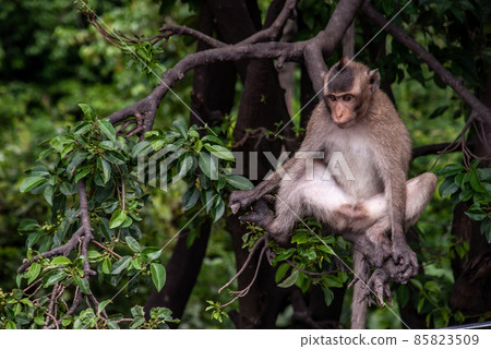 A monkey (Crab-eating macaque) to sit leisurely the atmosphere in the afternoon. 85823509