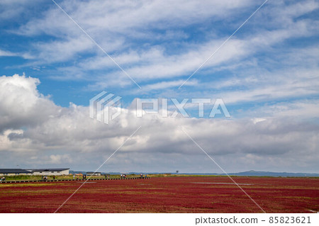 北海道網走市能登湖被染成紅色的Ubaranai珊瑚草群落 85823621