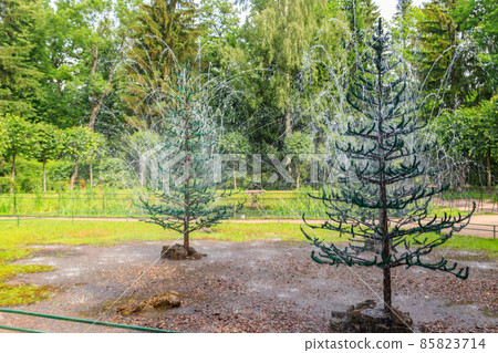 Fountains-crackers Fir trees in lower park of Peterhof in St. Petersburg, Russia 85823714