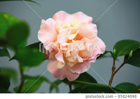 blooming beautiful camellia 85824098
