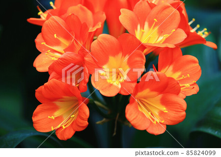 Blooming Clivia 85824099