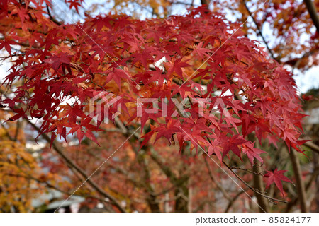 Taima-dera Okuin的秋葉 85824177