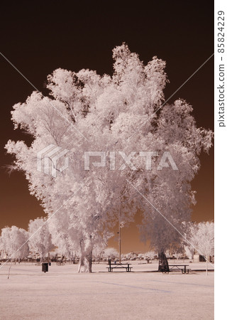 Infrared Tree 85824229