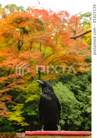 Autumn leaves background and crows / Minoo Park, Osaka Autumn leaves background and crows / Minoo Park, Osaka 85825139