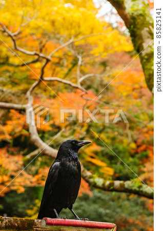 Autumn leaves background and crows / Minoo Park, Osaka Autumn leaves background and crows / Minoo Park, Osaka 85825141