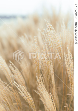 Abstract natural background of soft plants Cortaderia selloana. Pampas grass on a blurry bokeh, Dry reeds boho style. Fluffy stems of tall grass in winter 85825174