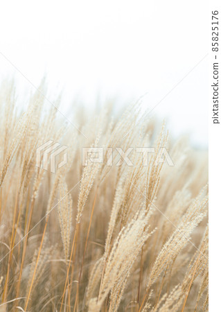 Abstract natural background of soft plants Cortaderia selloana. Pampas grass on a blurry bokeh, Dry reeds boho style. Fluffy stems of tall grass in winter, white background Abstract natural background of soft plants Cortaderia selloana. Pampas grass on a blurry bokeh, Dry reeds boho style. Fluffy stems of tall grass in winter, white background 85825176