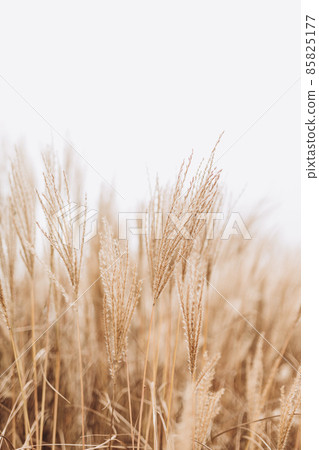 Abstract natural background of soft plants Cortaderia selloana. Pampas grass on a blurry bokeh, Dry reeds boho style. Fluffy stems of tall grass in winter, white background Abstract natural background of soft plants Cortaderia selloana. Pampas grass on a blurry bokeh, Dry reeds boho style. Fluffy stems of tall grass in winter, white background 85825177