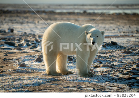 Polar bear stands on snowy tundra turning head Polar bear stands on snowy tundra turning head 85825204