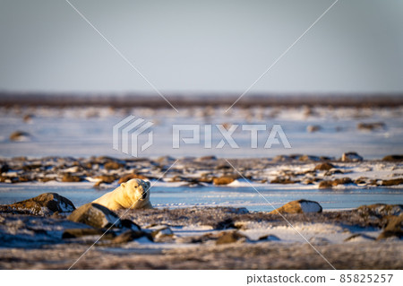 Polar bear lies among rocks on tundra Polar bear lies among rocks on tundra 85825257