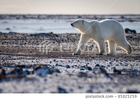 Polar bear crosses snowy tundra in sunshine Polar bear crosses snowy tundra in sunshine 85825259