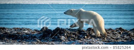 Panorama of polar bear walking along shoreline Panorama of polar bear walking along shoreline 85825264