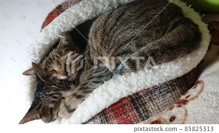 Brother and sister cat sleeping soundly 85825313