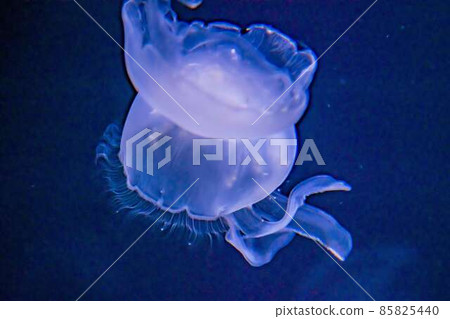 冬天的海月 冬天的海月 85825440