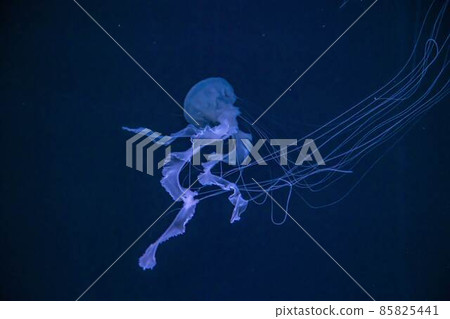 冬天的海月 冬天的海月 85825441
