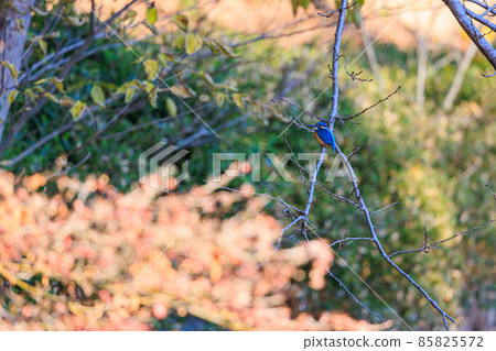 停止在樹枝的翠鳥 85825572