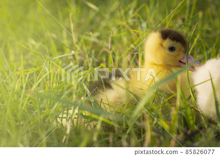 Cute ducklings in the morning on green grass background Cute ducklings in the morning on green grass background 85826077