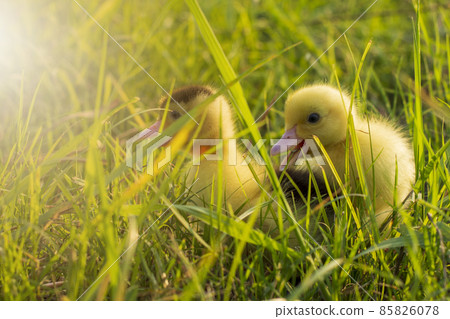 Cute ducklings in the morning on green grass background Cute ducklings in the morning on green grass background 85826078