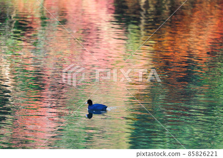 Mallard swimming on the surface of the water 85826221