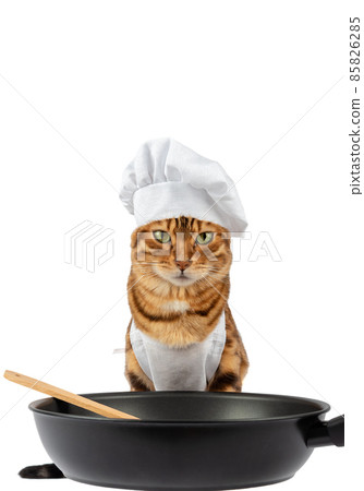 A cat in a chefs costume and a ceramic frying pan with a wooden spatula. A cat in a chefs costume and a ceramic frying pan with a wooden spatula. 85826285