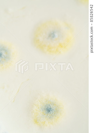 growth of mold on butter or food surface exceeded expiry date growth of mold on butter or food surface exceeded expiry date 85826542