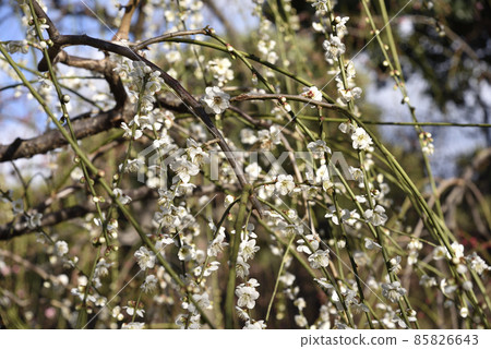 Weeping plum Jonangu 85826643