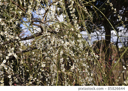 Weeping plum Jonangu 85826644