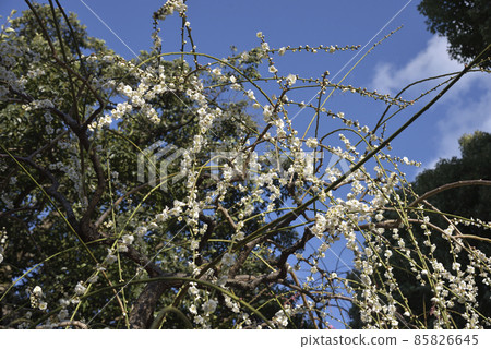 Weeping plum Jonangu 85826645